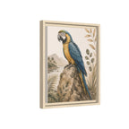 Blue & Gold Macaw Tropical Framed Canvas